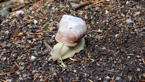 Close-up of snail on land