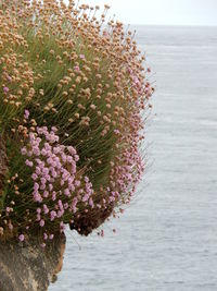 Close-up of plant by sea against sky