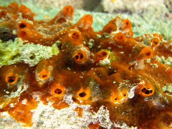 Close-up of coral in sea