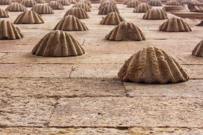 Close-up of shells on the ground