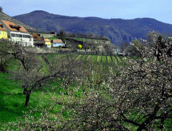 Scenic view of trees and houses against sky