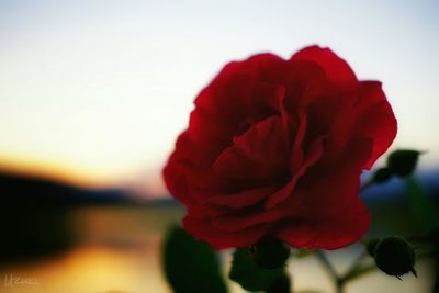 Close-up of red flower