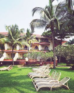 Chairs and palm trees against clear sky