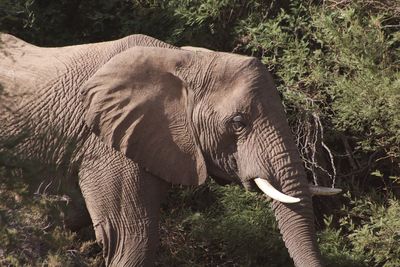 Elephant in a forest