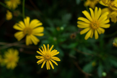 Close-up of yellow flowering plant