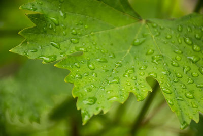 Close-up of raindrops on leaves