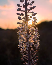 Close-up of flowering plant against sky during sunset