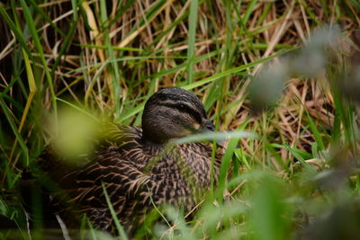 High angle view of duck on field