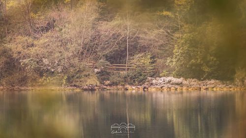 Scenic view of lake in forest