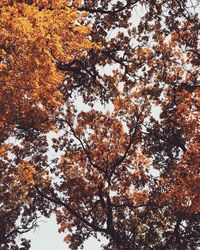 Close-up of tree against sky