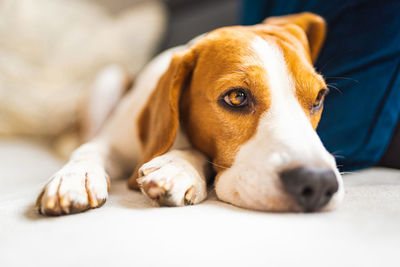 Close-up portrait of dog resting