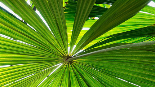 Close-up of palm tree leaves