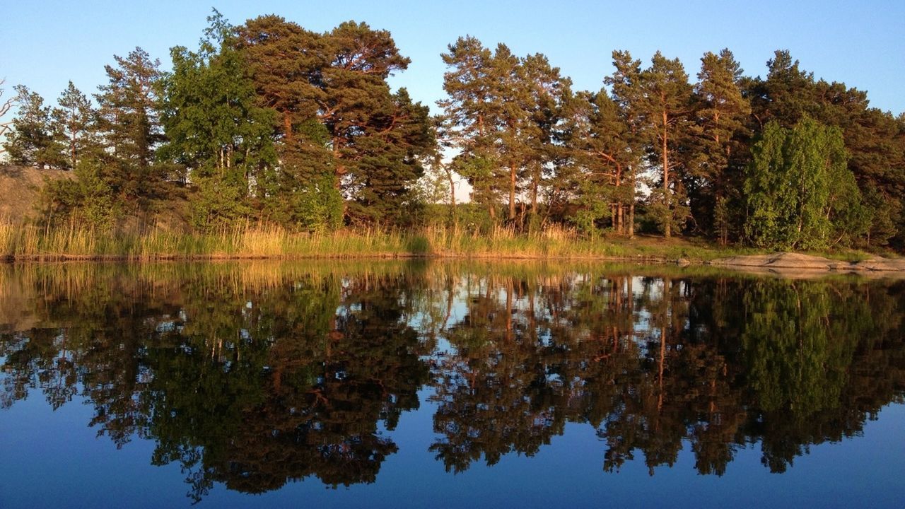 tree, reflection, water, tranquility, lake, tranquil scene, scenics, clear sky, beauty in nature, nature, waterfront, standing water, growth, sky, forest, idyllic, no people, calm, day, blue