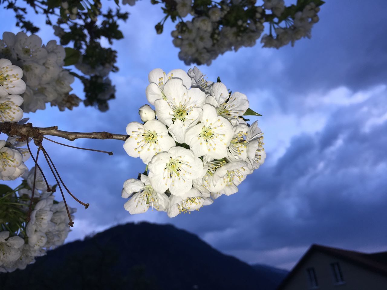 flower, sky, growth, nature, cloud - sky, beauty in nature, fragility, low angle view, tree, petal, freshness, branch, blossom, no people, blooming, outdoors, day, close-up, flower head