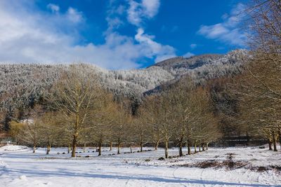 Trees on snow covered field against sky