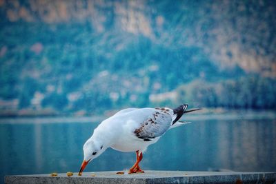 Seagull perching on railing against lake