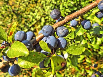 Close-up of grapes growing on plant