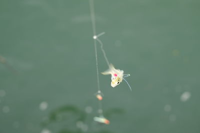 Close-up of insect on spider web