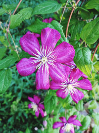 plant