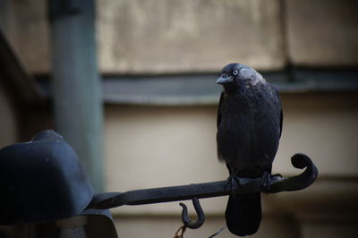 Close-up of bird perching on railing