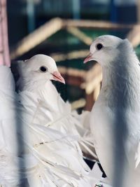 Close-up of birds