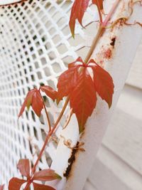 Close-up of red flowering plant during autumn