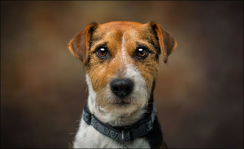 Close-up portrait of dog