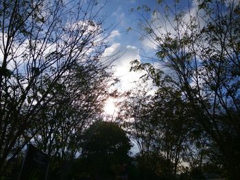 Low angle view of trees against sky