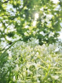 White flowers blooming on tree