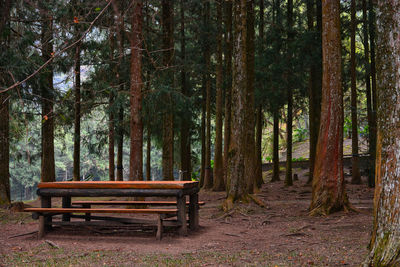 Empty bench in forest