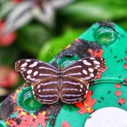 Close-up of butterfly on flower