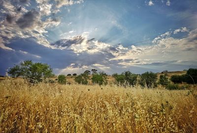 Scenic view of field against sky