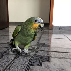 Close-up of parrot perching on wood