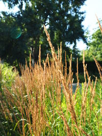 Close-up of grass in forest