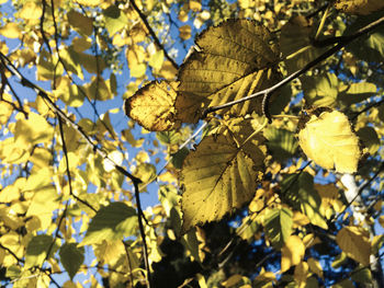 Close-up of autumn leaves on branch