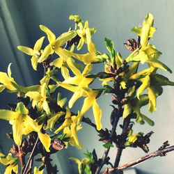 Close-up of yellow flowers