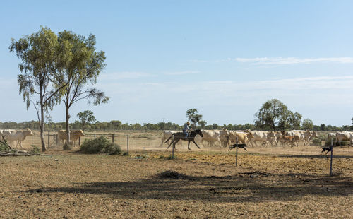 View of horses on field against sky