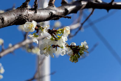 Low angle view of cherry blossoms against sky