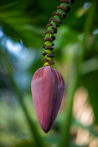 Close-up of red flowering plant