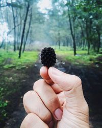 Cropped hand holding pinaceae at forest