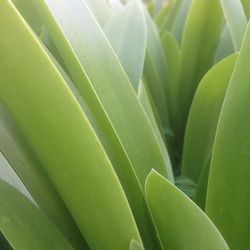 Close-up of succulent plant leaves