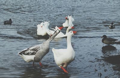 Swans swimming in lake