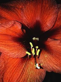 Full frame shot of hibiscus flower