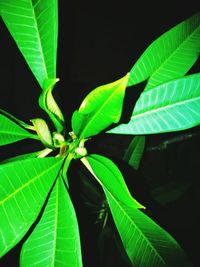 Close-up of insect on plant