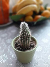 Close-up of succulent plant on table