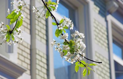 Close-up of white flowering plant against building