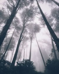 Low angle view of trees in forest during foggy weather