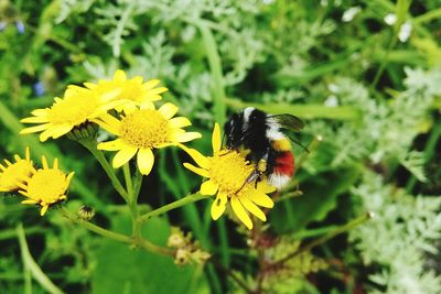 Close-up of bee pollinating on flower