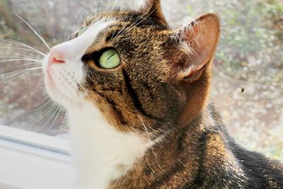 Close-up of a cat looking away