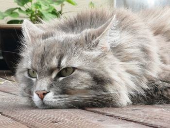 Close-up portrait of a cat